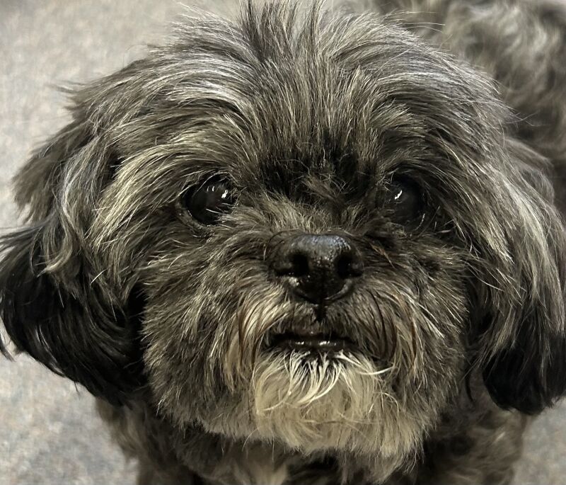 Sassy of Greenfield, CEO of Cuddles